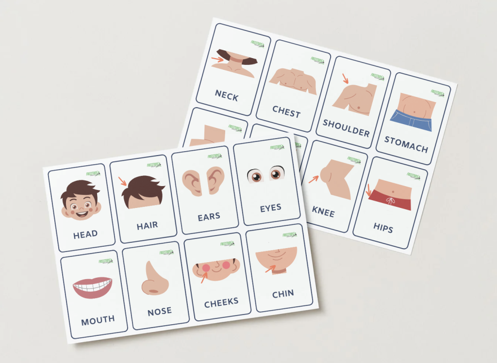 Bodyparts Flash cards